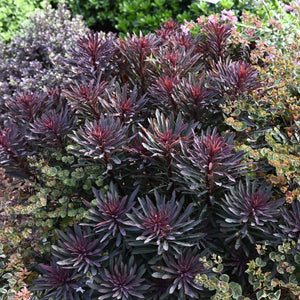 Euphorbia 'Miners Merlot' Perennial Bedding