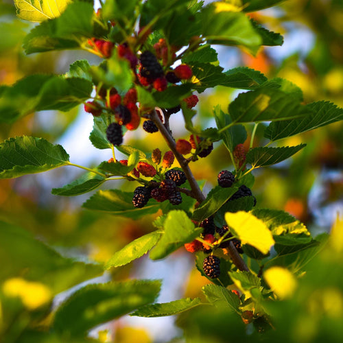'Wellington' Mulberry Tree Soft Fruit