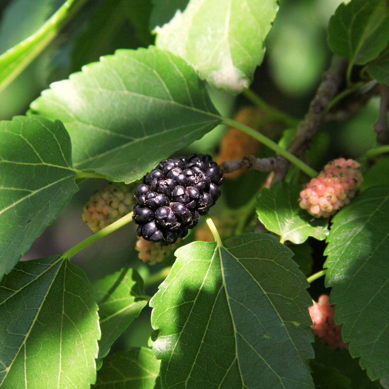 'Wellington' Mulberry Tree Soft Fruit