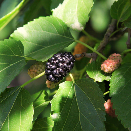 'Wellington' Mulberry Tree Soft Fruit
