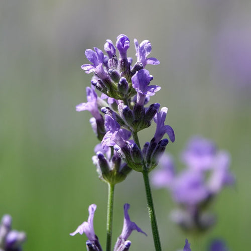 Patio Lavender Tree | Lavandula angustifolia 'Munstead' Perennial Bedding