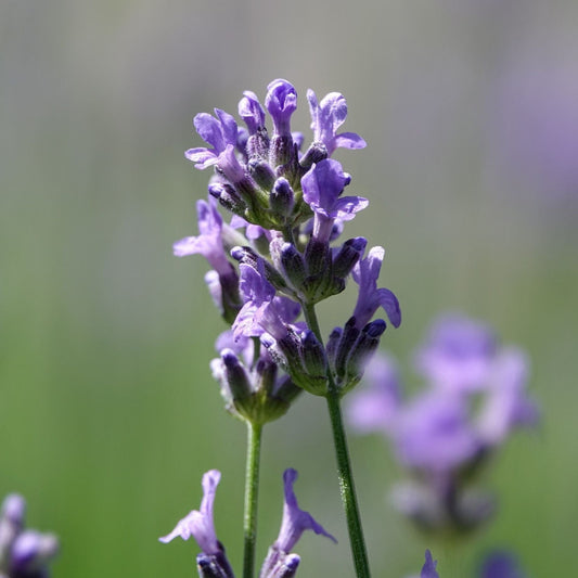 English Lavender 'Munstead' | Lavandula angustifolia Perennial Bedding