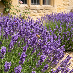 English Lavender 'Munstead' | Lavandula angustifolia Perennial Bedding