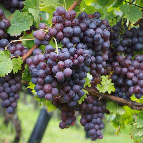 'Muscat Bleu' Grape Vine Soft Fruit