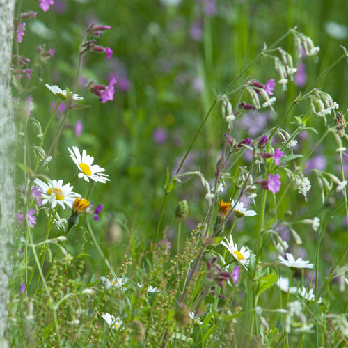 Native British Wildflower Meadow Plugs Perennial Bedding
