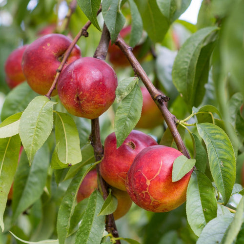 'Red Gold' Nectarine Tree Fruit Trees