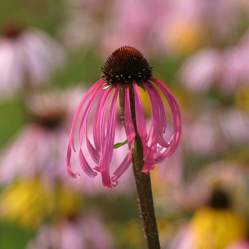 Echinacea pallida Perennial Bedding