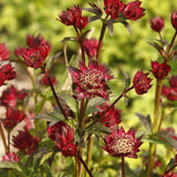 Astrantia 'Moulin Rouge' Perennial Bedding