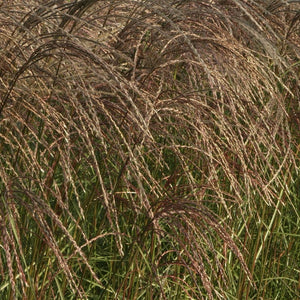 Miscanthus sinensis 'Flamingo' Perennial Bedding