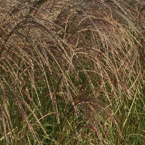 Miscanthus sinensis 'Flamingo' Perennial Bedding