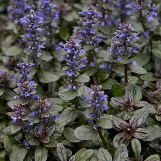Ajuga 'Chocolate Chip' Perennial Bedding