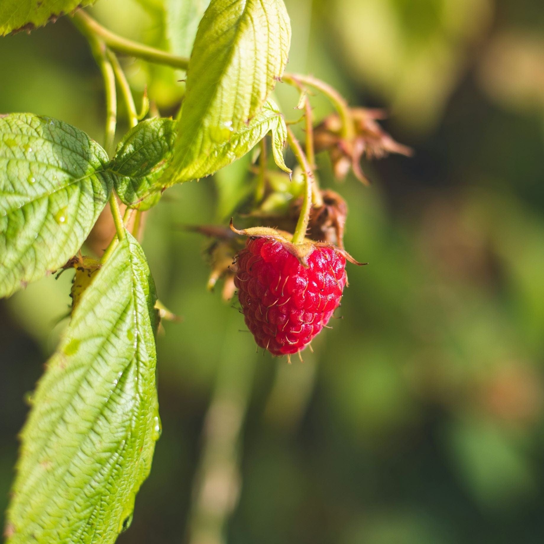 Growing Raspberries: A Beginner’s Guide – Roots Plants