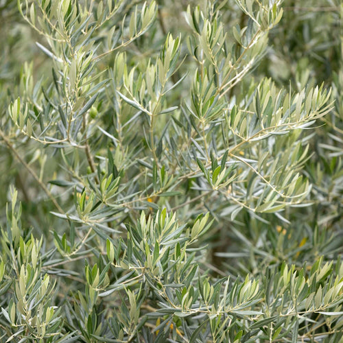 Patio Olive Tree | Olea europaea Ornamental Trees