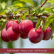 Patio Plum Tree Trained Fruit Trees