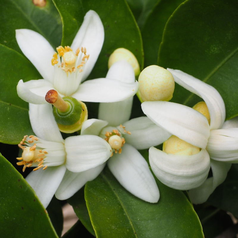 Rainbow Orange Tree | Patio 'Arcobal' Orange Trained Fruit Trees