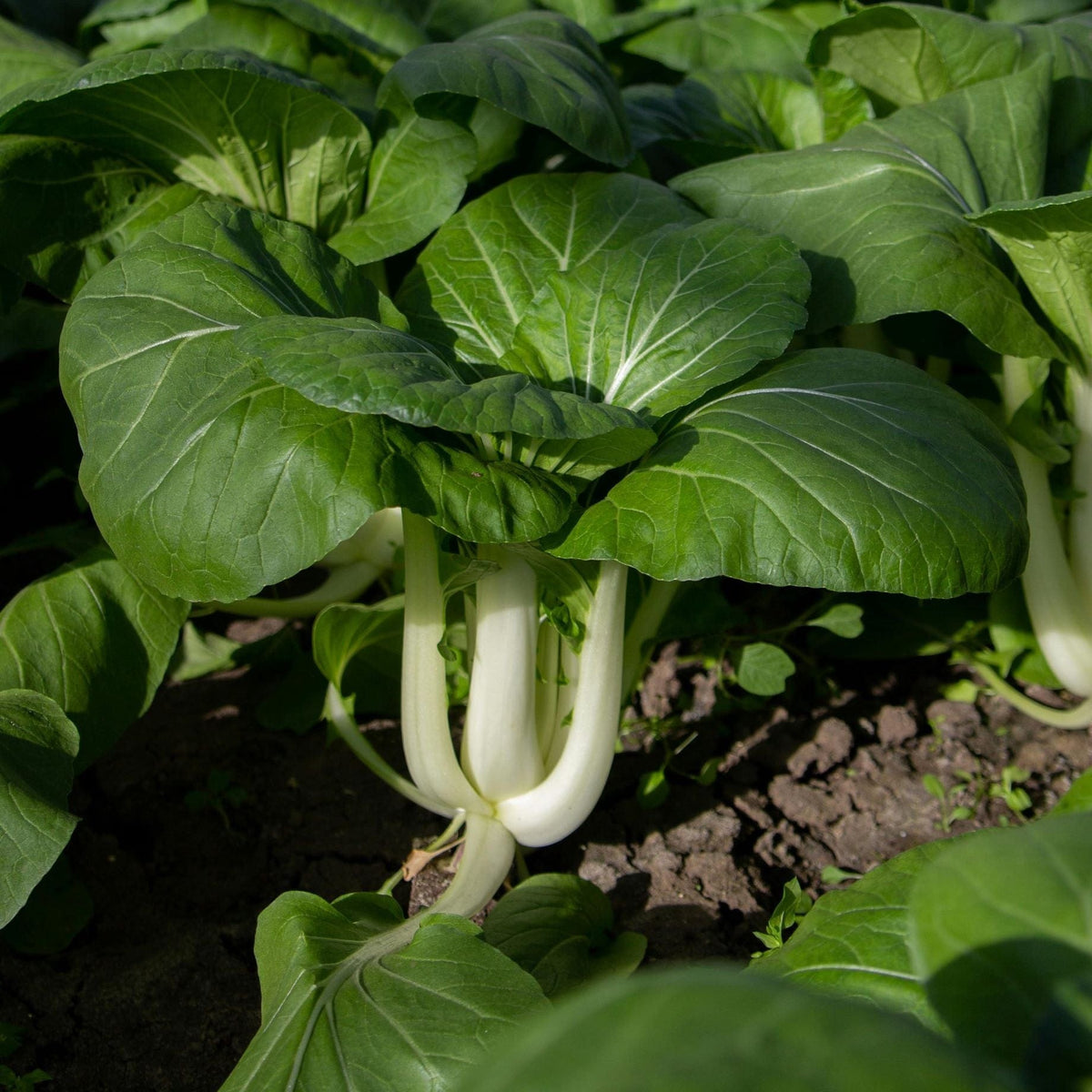 'Yang Qing Choi' Pak Choi Plants – Roots Plants