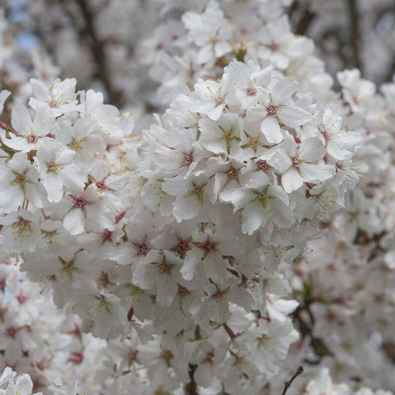 Patio Cherry Blossom Tree | Prunus 'Brilliant' Ornamental Trees
