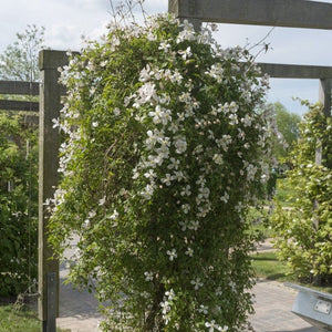 Clematis montana 'Grandiflora' Climbing Plants