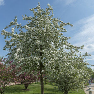 'Butterball' Crabapple Tree Fruit Trees