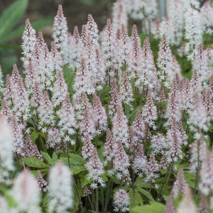 Tiarella 'Spring Symphony' Perennial Bedding