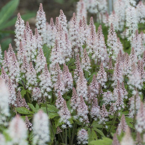 Tiarella 'Spring Symphony' Perennial Bedding