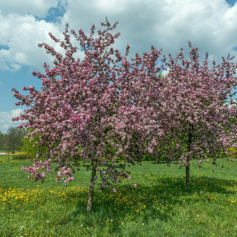 'Rudolph' Crabapple Tree Ornamental Trees