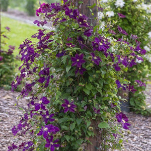 Clematis 'Warsaw Nike' Climbing Plants