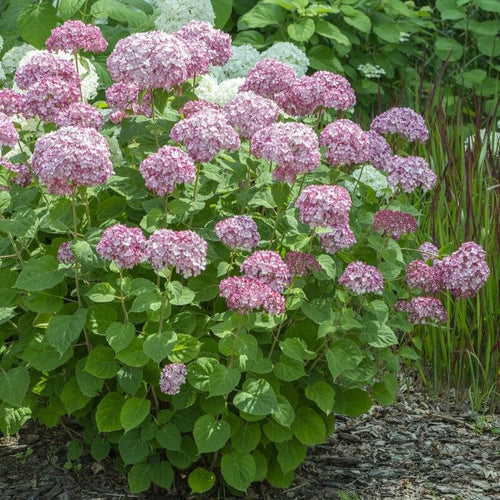 Hydrangea arborescens 'Sweet Annabelle' Shrubs
