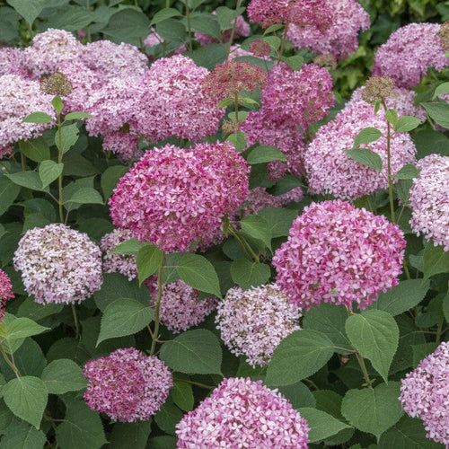 Hydrangea arborescens 'Pink Annabelle' Shrubs