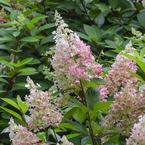 Hydrangea paniculata 'Confetti' Shrubs