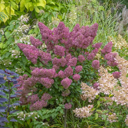 Hydrangea paniculata 'Sundae Fraise' Shrubs