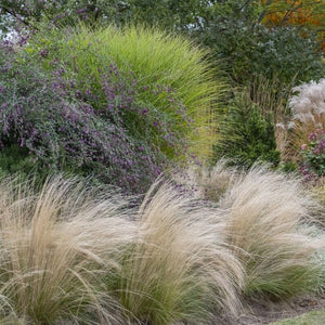 Stipa tenuissima 'Pony Tails' Perennial Bedding