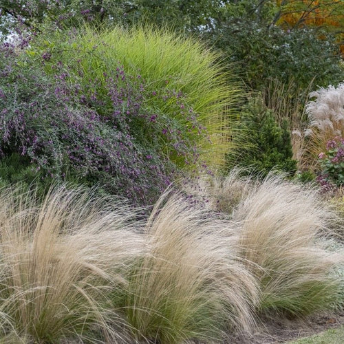 Stipa tenuissima 'Pony Tails' Perennial Bedding