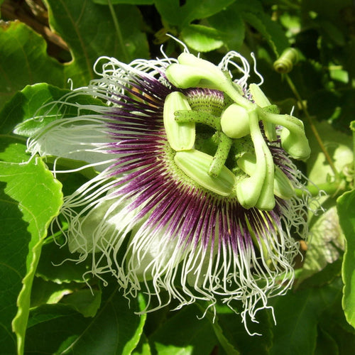 Passion Fruit Plant | Passiflora Edulis Soft Fruit