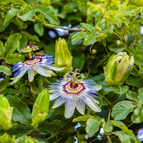 Blue Passion Flower | Passiflora caerulea Climbing Plants