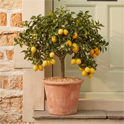 Grafted Patio Lemon Tree | 4 Seasons Lemon Mediterranean Fruit Trees