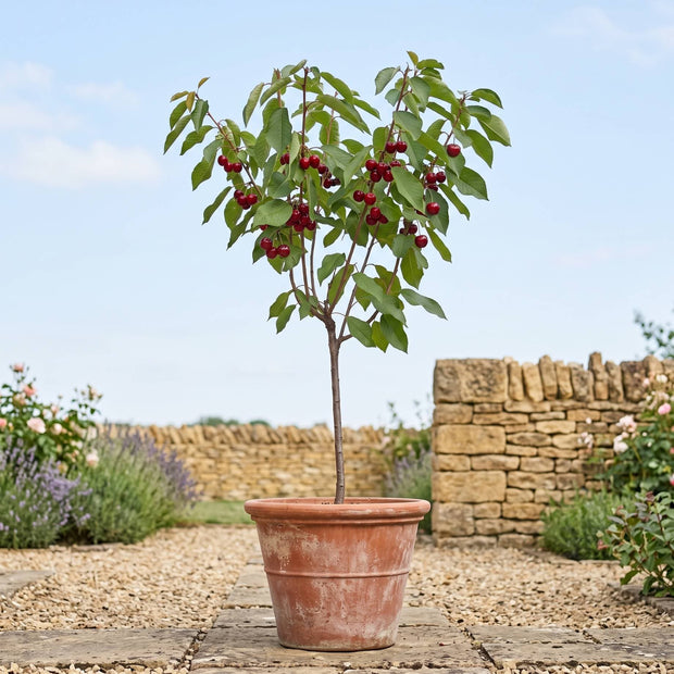 'Sunburst Improved' Patio Cherry Tree Fruit Trees