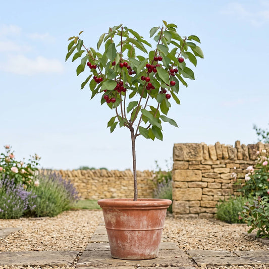 'Sunburst Improved' Patio Cherry Tree Fruit Trees