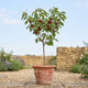 'Sunburst Improved' Patio Cherry Tree Fruit Trees