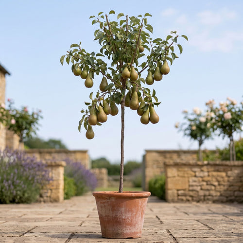 'Conference Improved' Patio Pear Tree Fruit Trees