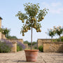 'Conference Improved' Patio Pear Tree Fruit Trees