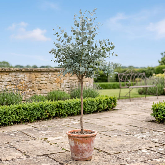 Patio Eucalyptus Tree | Eucalyptus gunnii 'Azura'® Ornamental Trees