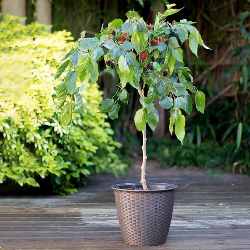 Patio Mulberry Tree | Morus Rotundiloba 'Mojo Berry' Trained Fruit Trees