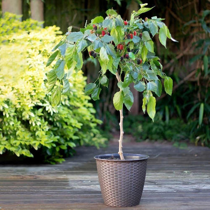 Patio Mulberry Tree | Morus Rotundiloba 'Mojo Berry' Trained Fruit Trees