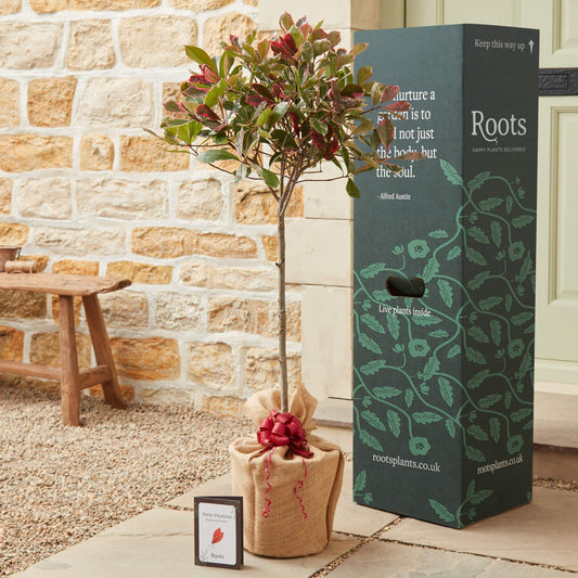 The Patio Photinia Tree Gift Gift Option