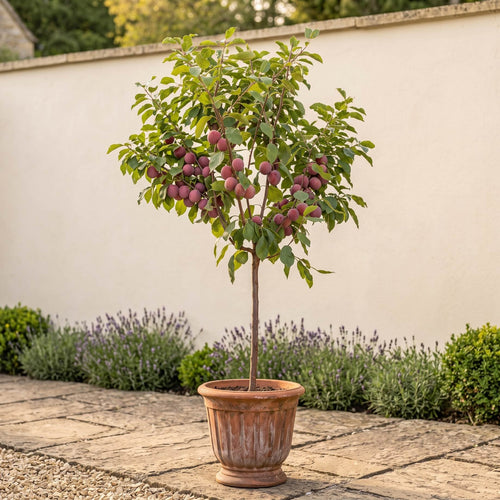 'Victoria Improved' Patio Plum Tree Fruit Trees