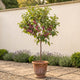 'Victoria Improved' Patio Plum Tree Fruit Trees