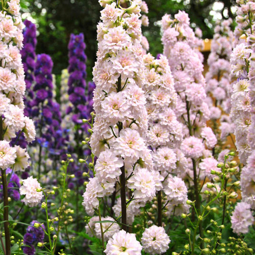 Delphinium 'Highlander Cha Cha' Perennial Bedding