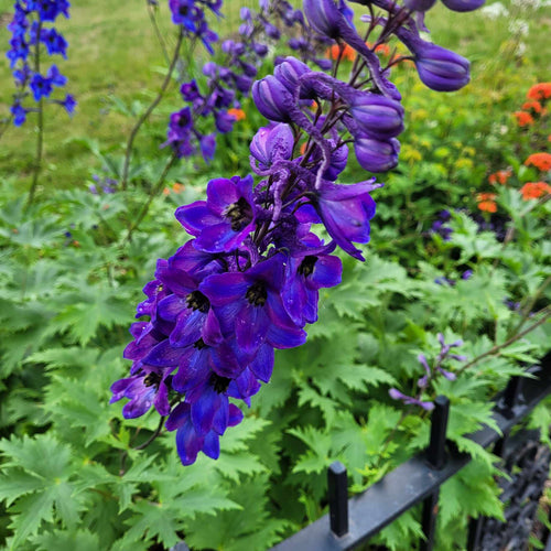Delphinium 'Paramo Black Velvet' Perennial Bedding