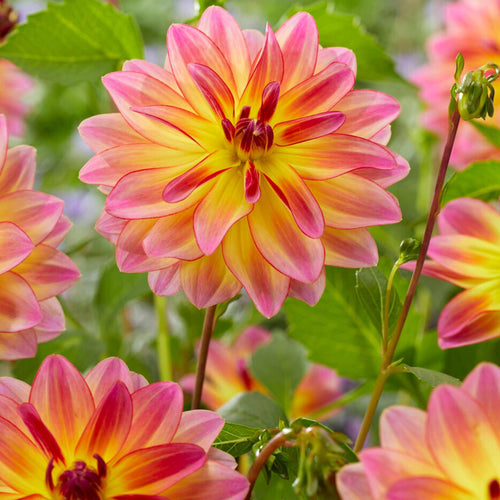 Dahlia 'Pacific Ocean' Perennial Bedding